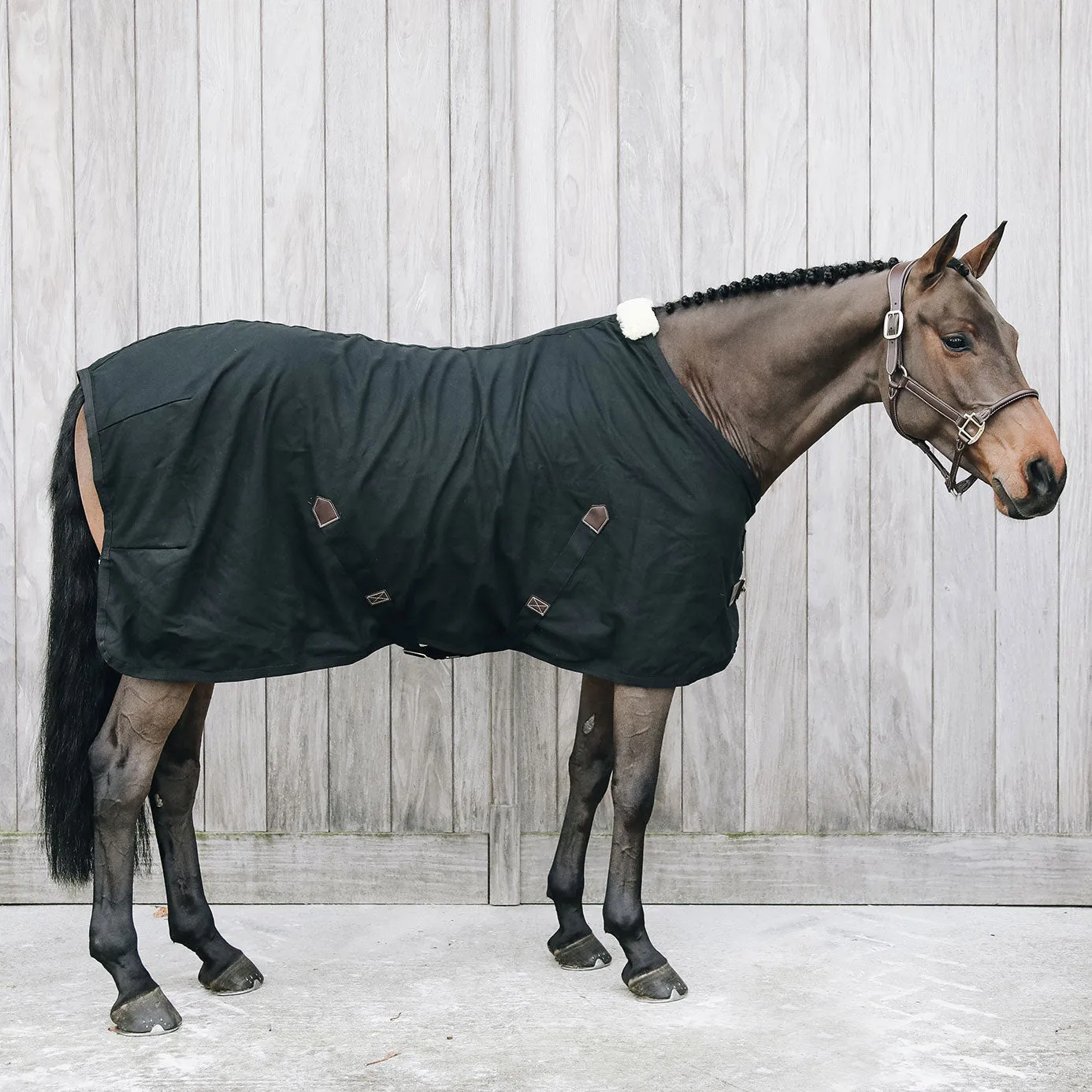 Kentucky Horsewear Cotton Sheet - Black